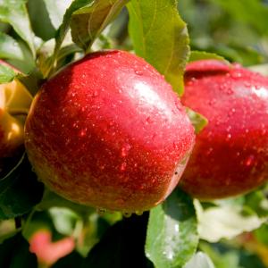 Pacotes turísticos promocionais